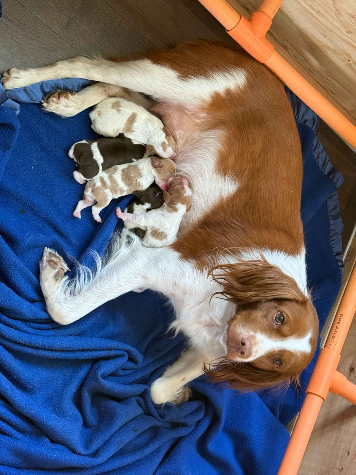 Brittany Puppies breeder image 9
