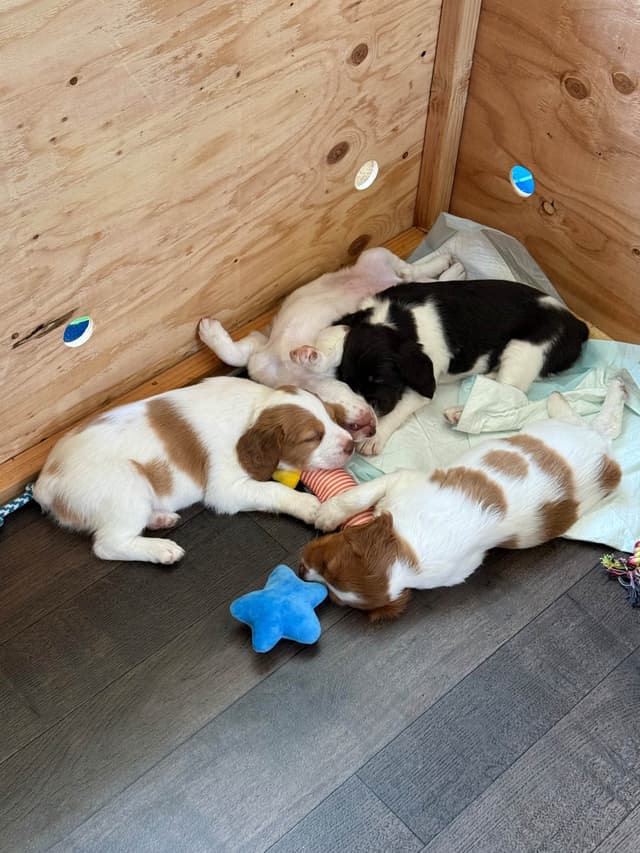 Brittany Puppies media 2
