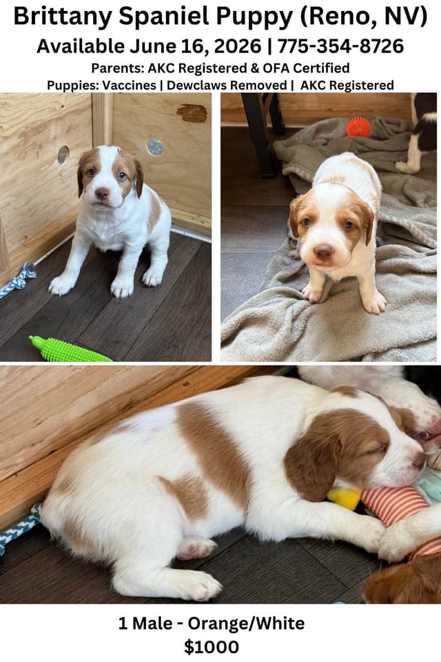 Brittany Puppies media 3