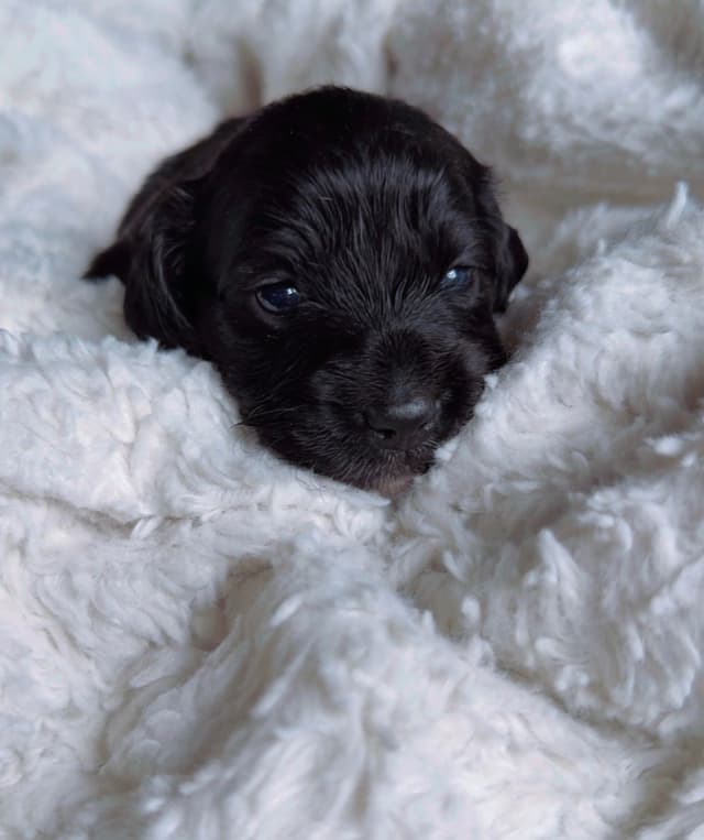 Dachshund Puppies media 3