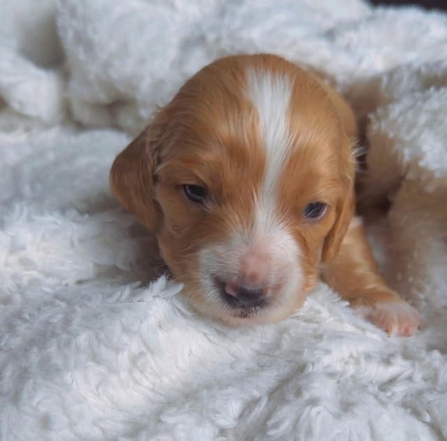 Dachshund Puppies media 2