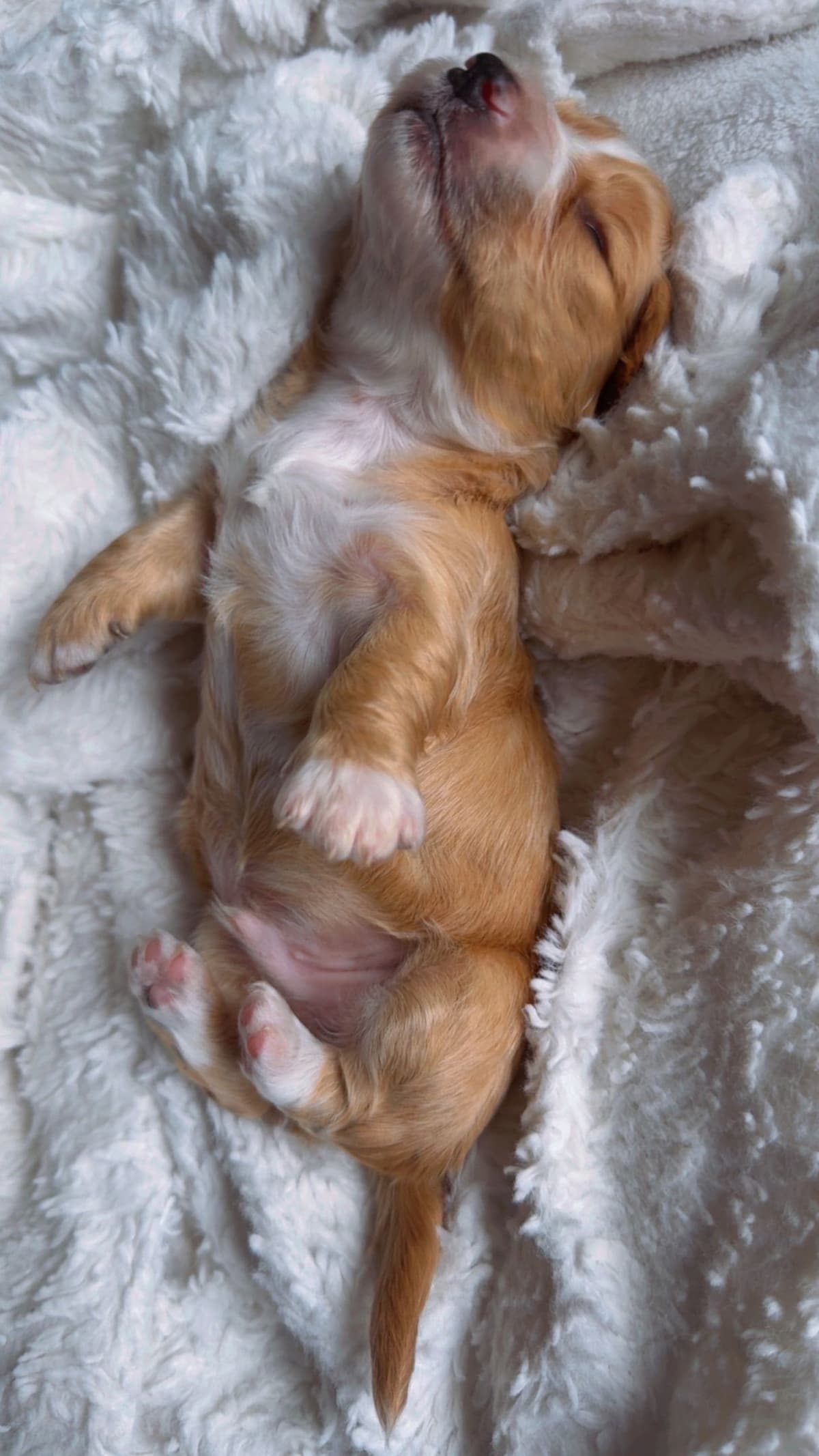 Dachshund Puppies breeder image 1
