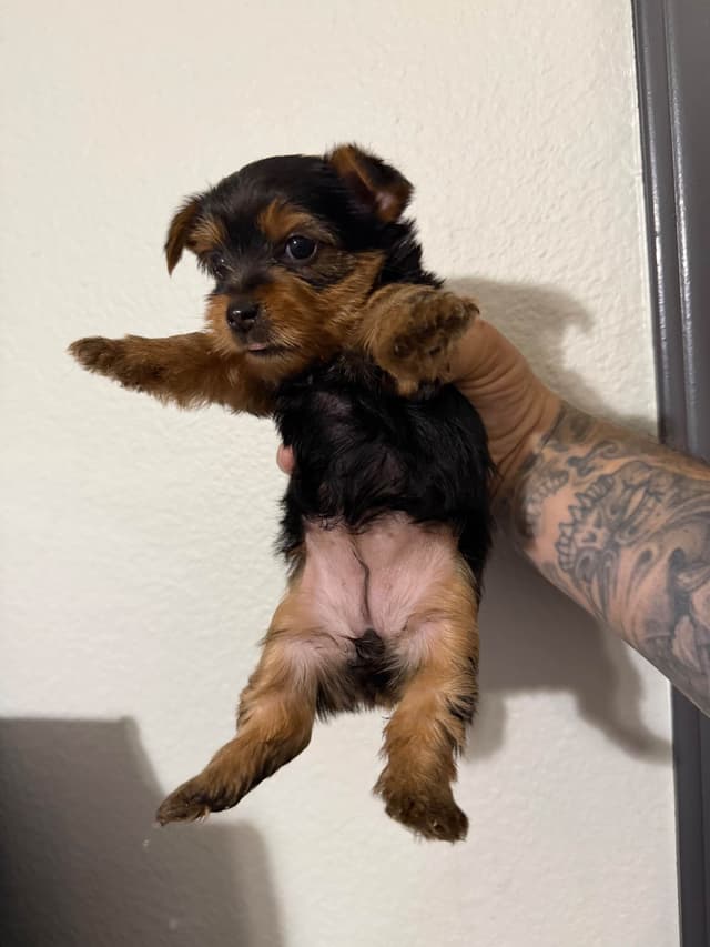 Yorkshire Terrier Puppies media 4