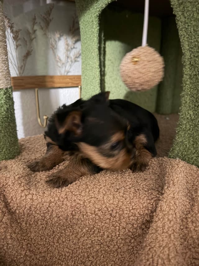 Yorkshire Terrier Puppies media 3