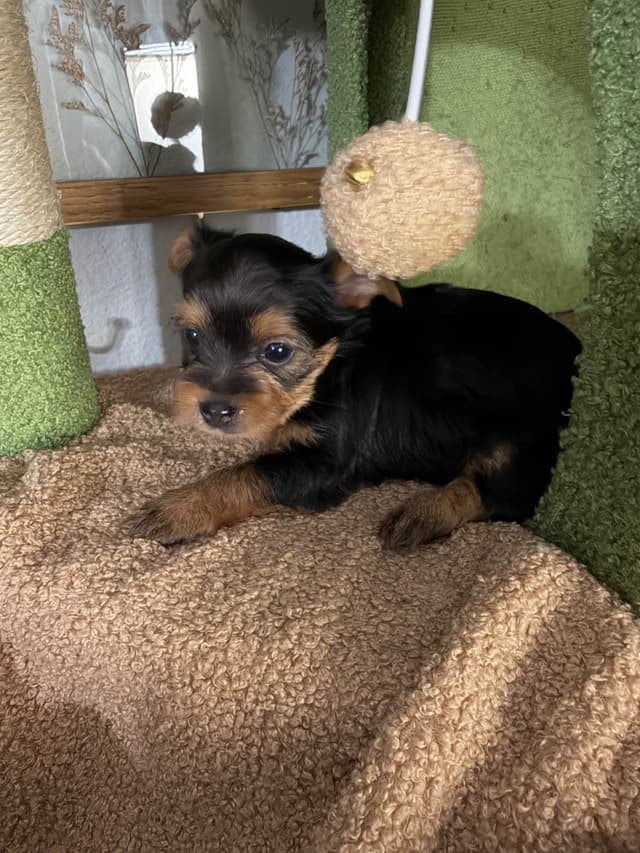 Yorkshire Terrier Puppies media 2