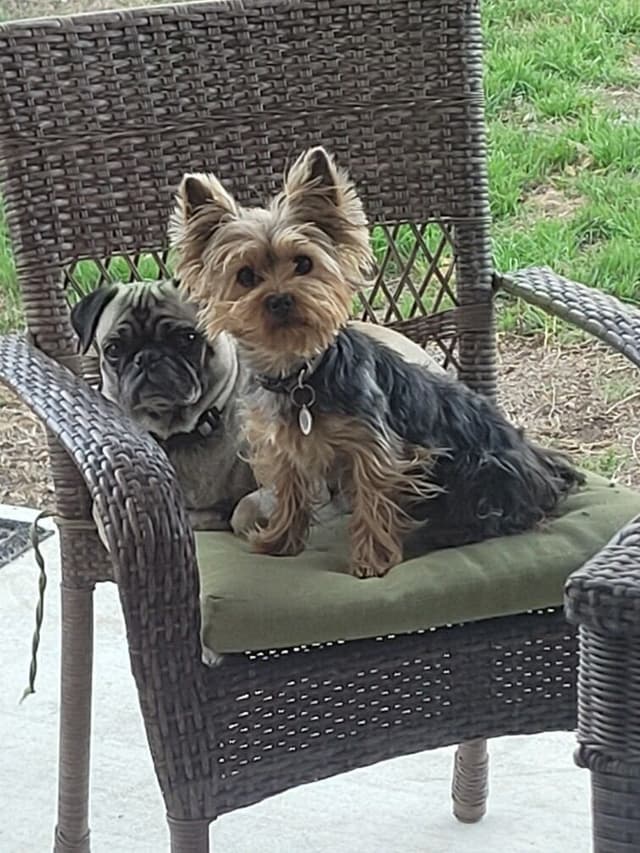 Yorkshire Terrier Puppies media 5