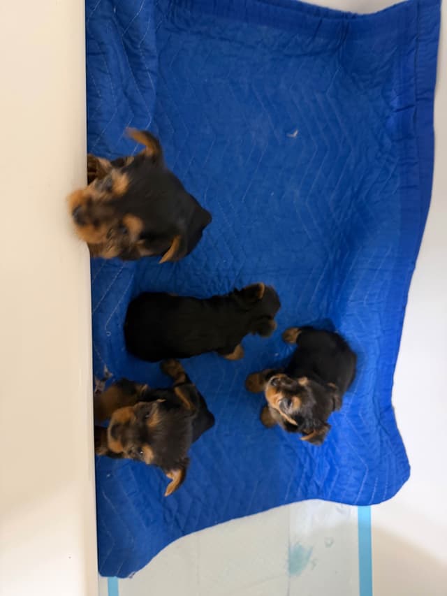 Yorkshire Terrier Puppies media 7