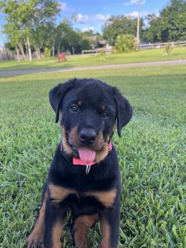 Rottweiler Puppy Available - Pink Collar media 2
