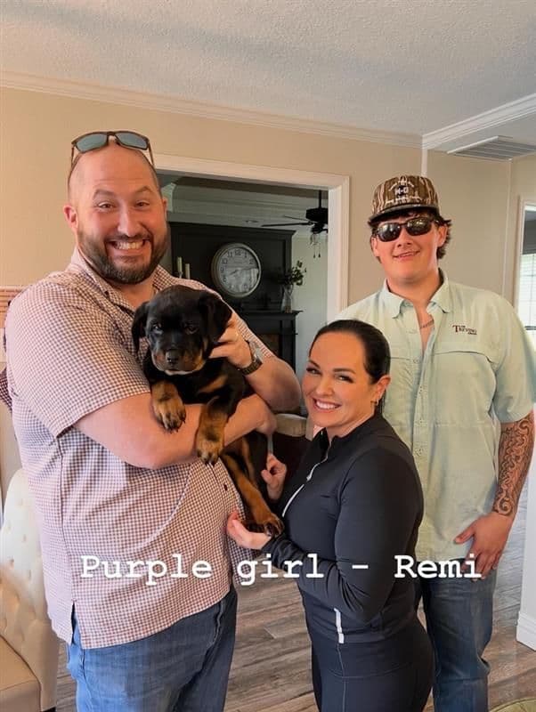 Rottweiler Puppy Available - Pink Collar breeder image 5