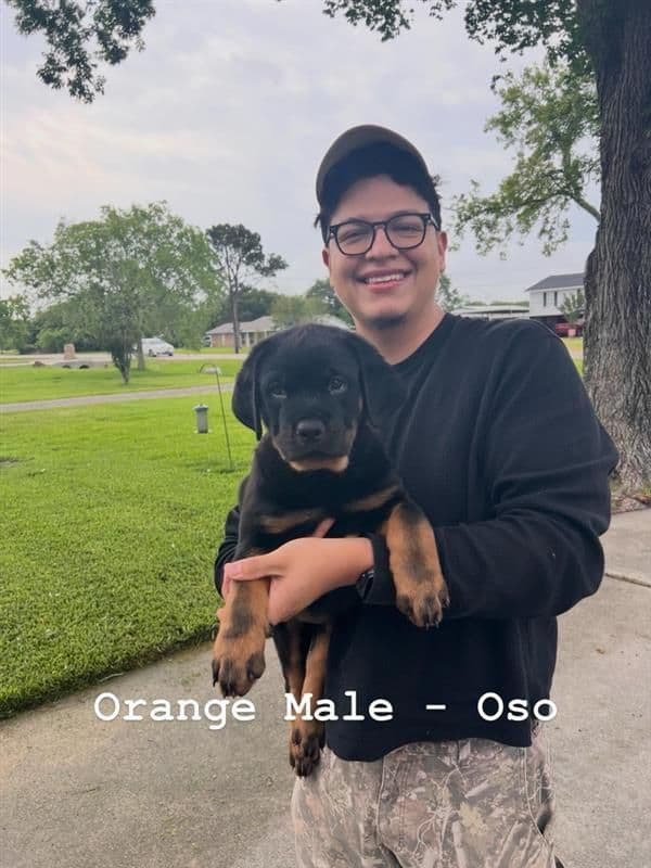 Rottweiler Puppy Available - Pink Collar breeder image 8