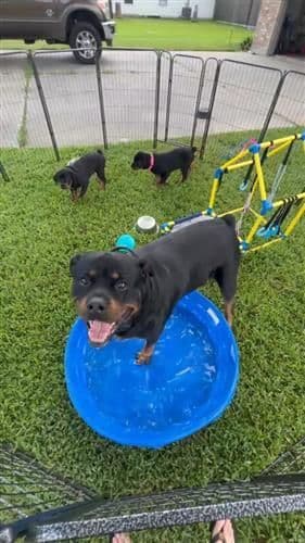 Rottweiler Puppy Available - Pink Collar breeder image 9