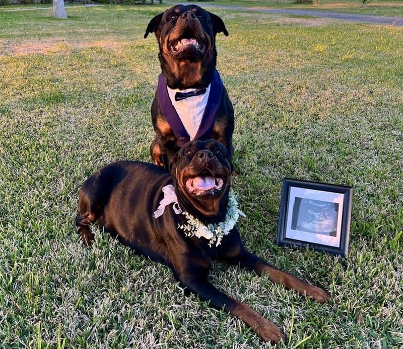 Rottweiler Puppy Available - Pink Collar breeder image 3