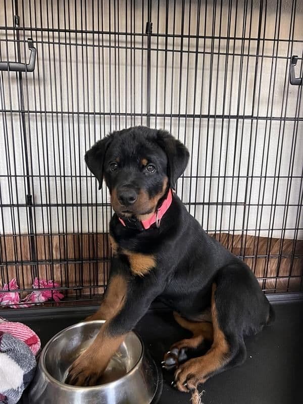 Rottweiler Puppy Available - Pink Collar media 4