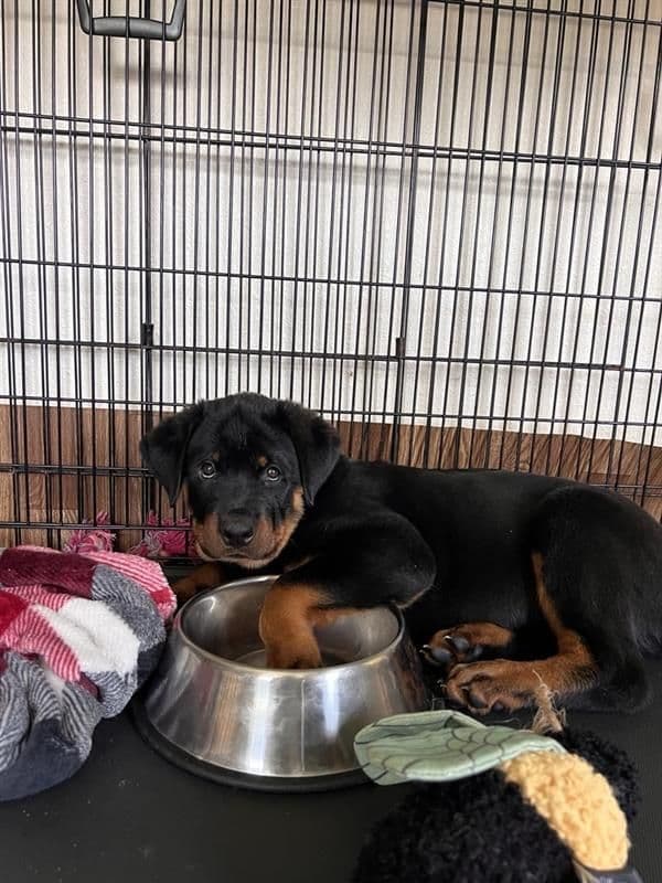 Rottweiler Puppy Available - Pink Collar media 5