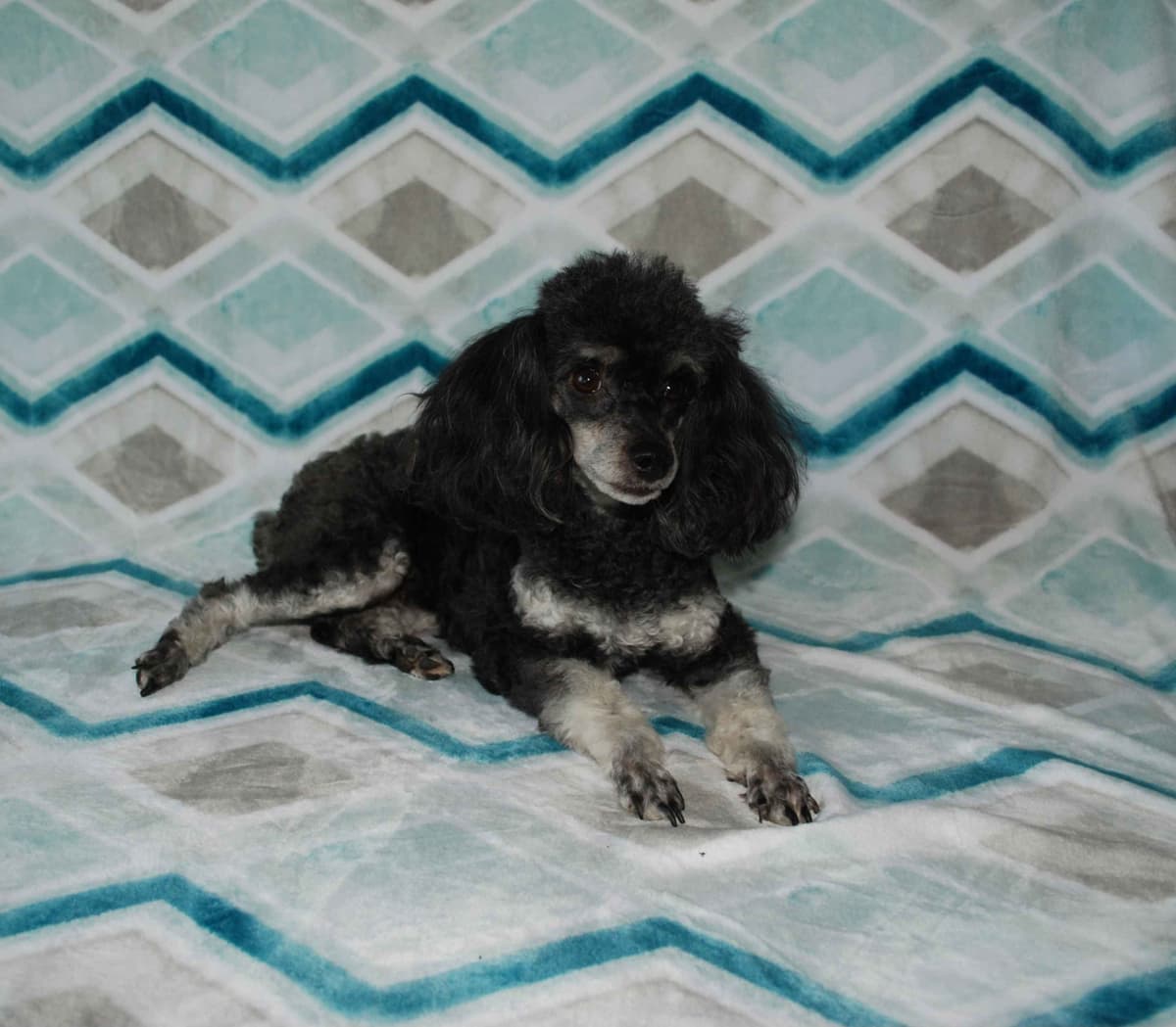 Colorful Poodle puppies breeder image 2
