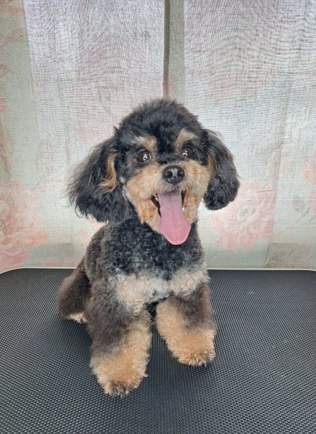 Colorful Poodle puppies breeder image 3