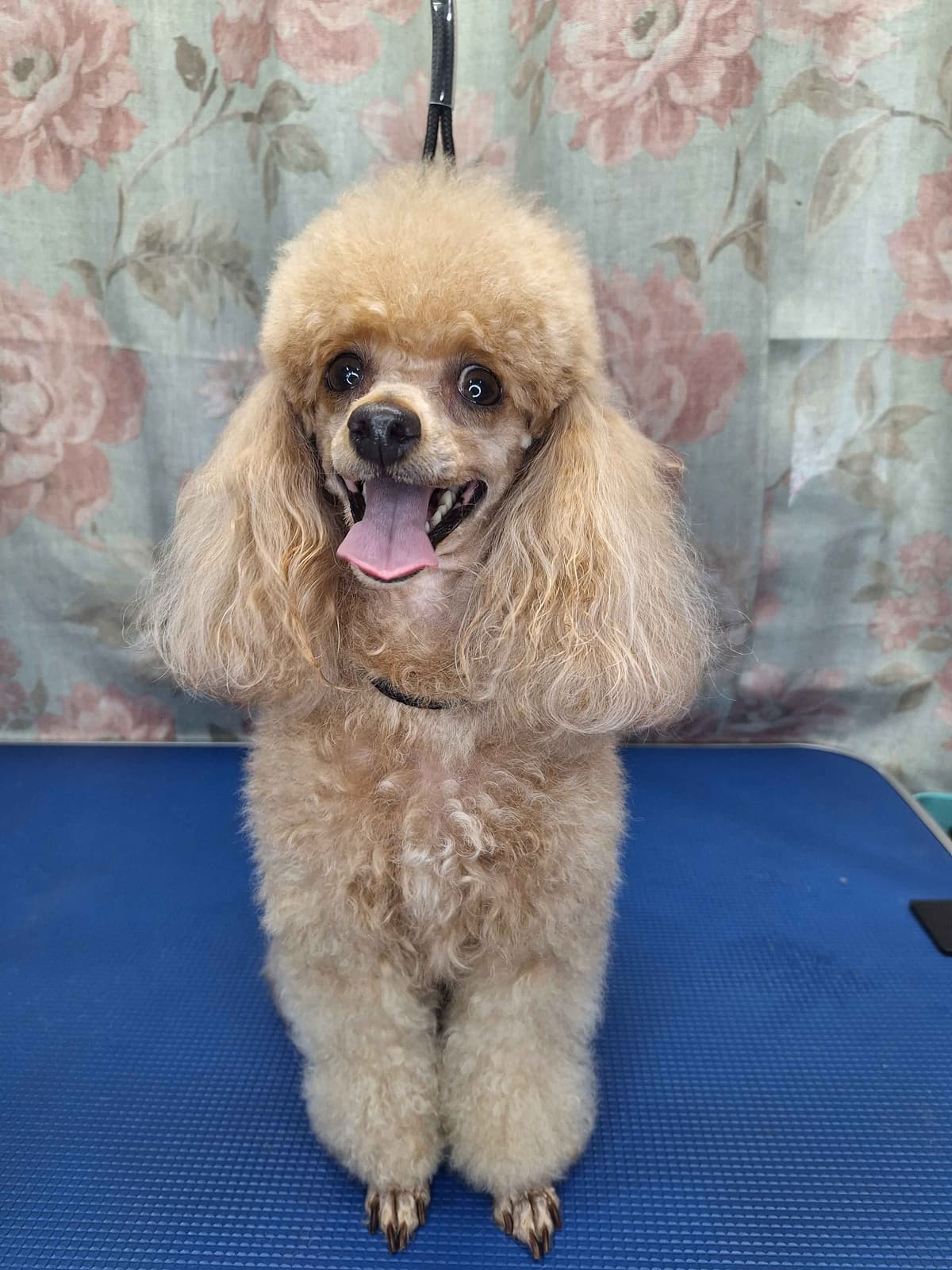 Colorful Poodle puppies breeder image 4