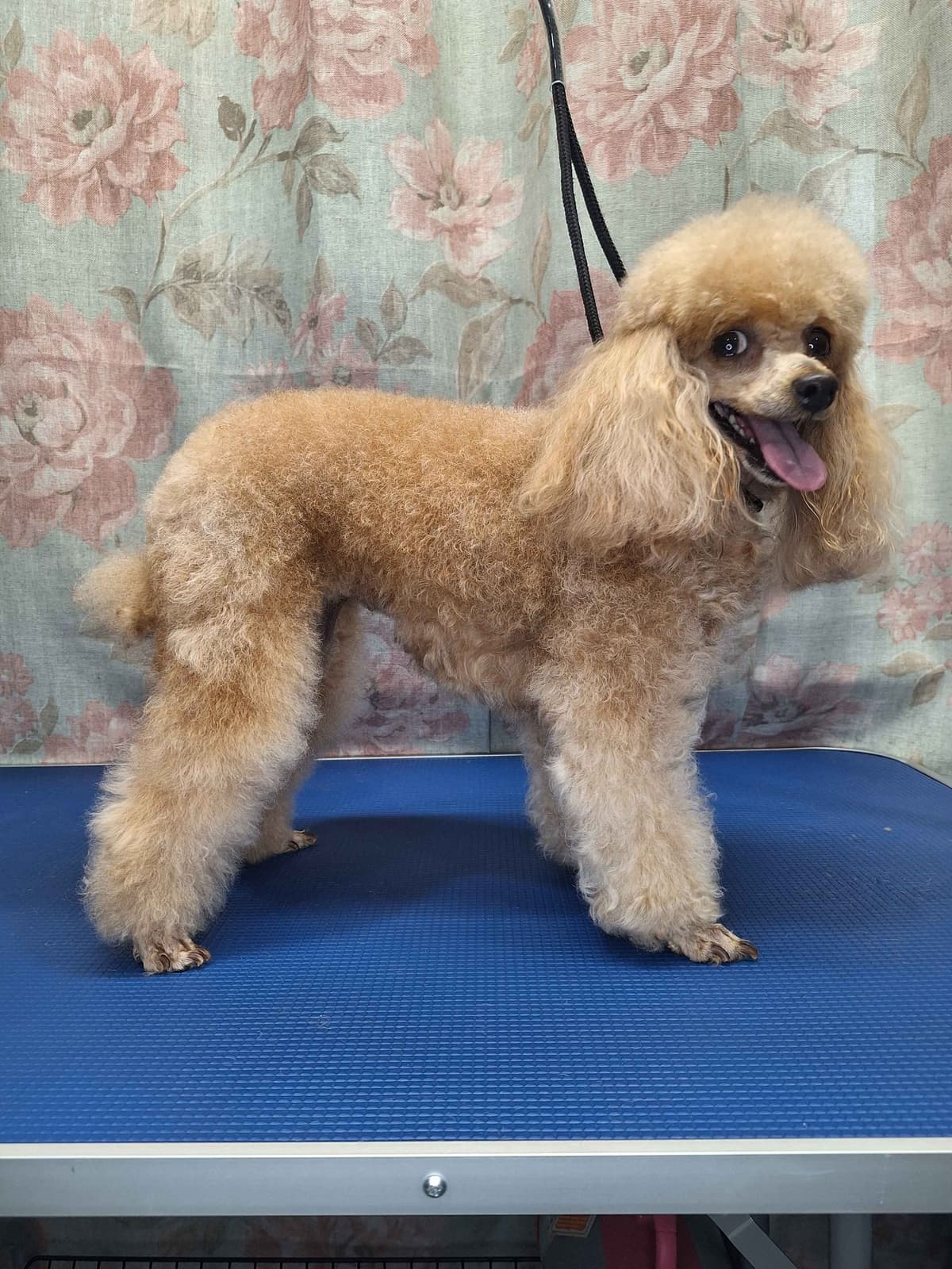 Colorful Poodle puppies breeder image 5