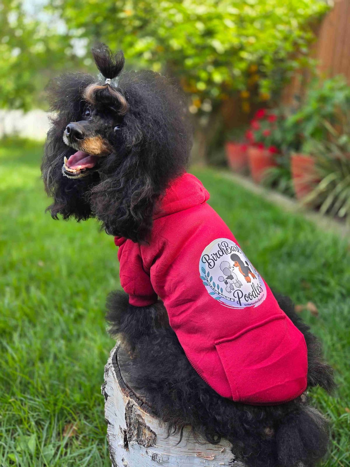 Colorful Poodle puppies breeder image 6