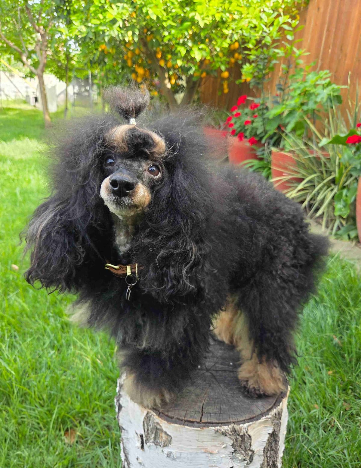 Colorful Poodle puppies breeder image 7