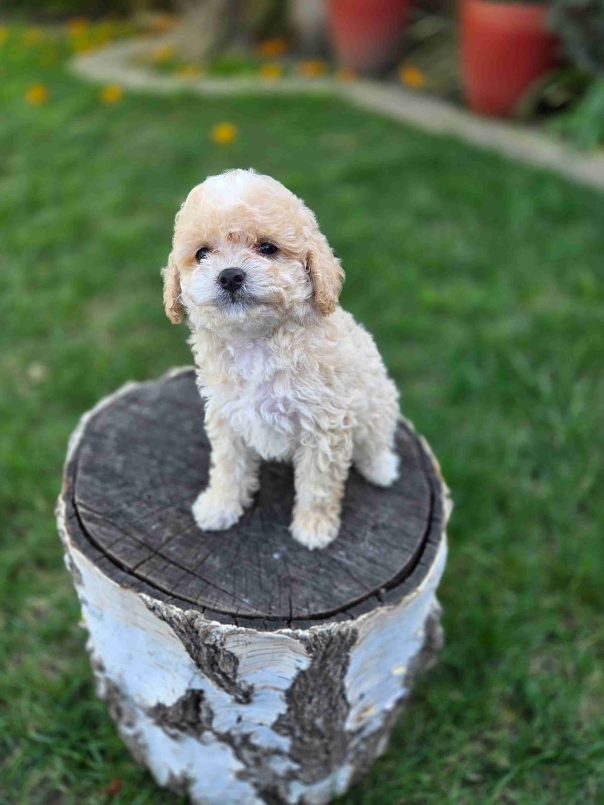 Colorful Poodle puppies breeder image 9