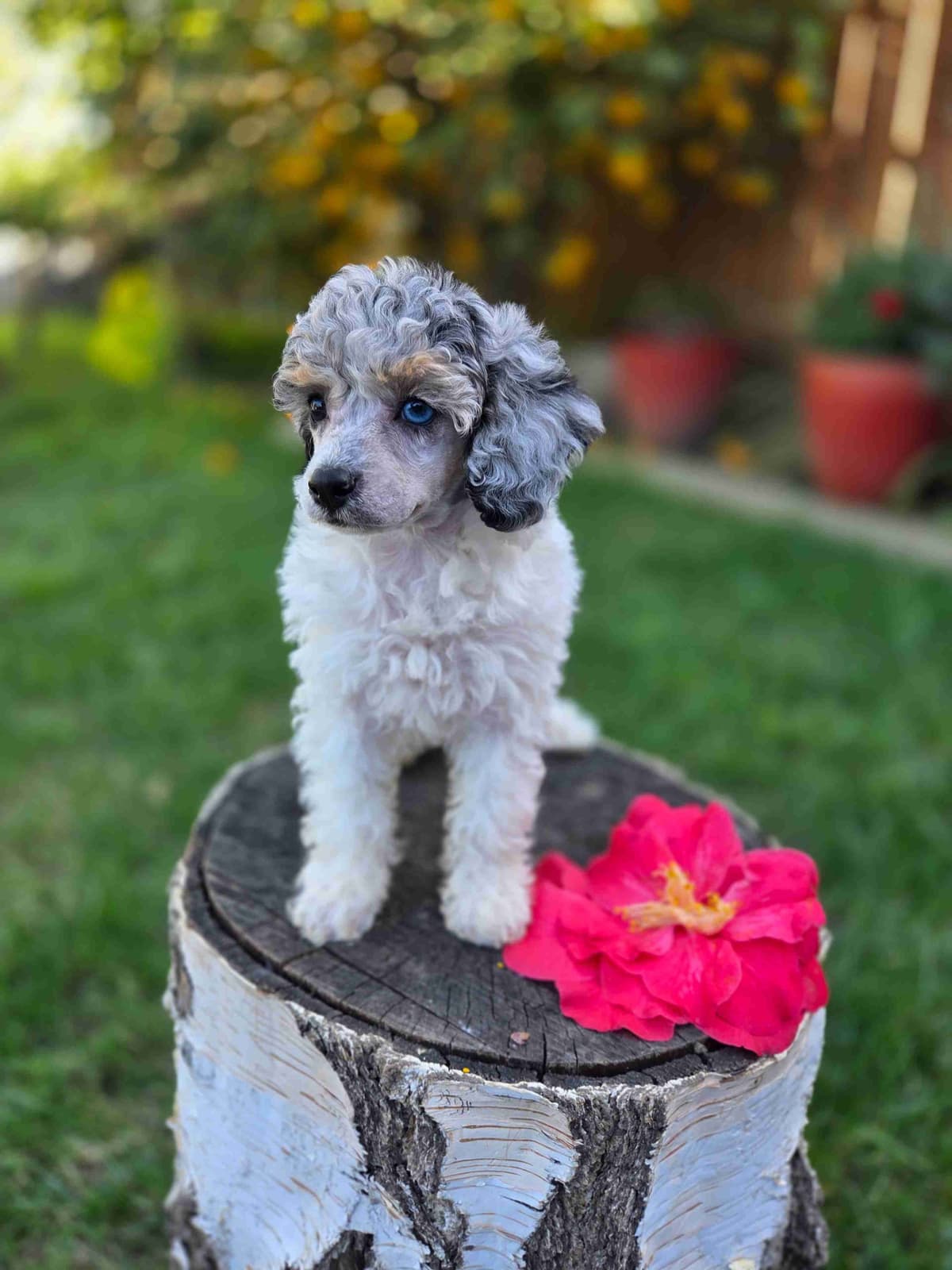 Colorful Poodle puppies breeder image 18
