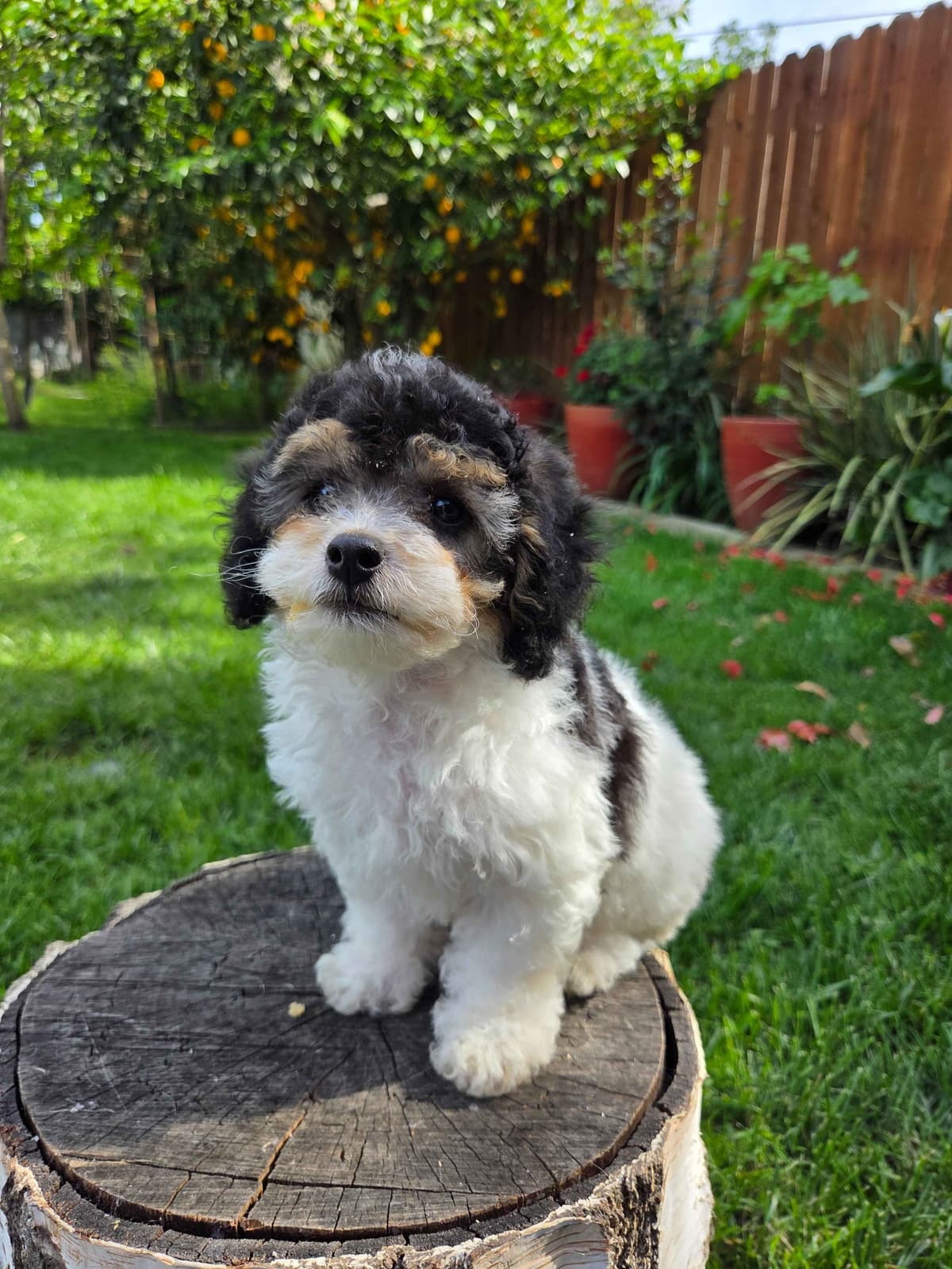 Colorful Poodle puppies breeder image 12