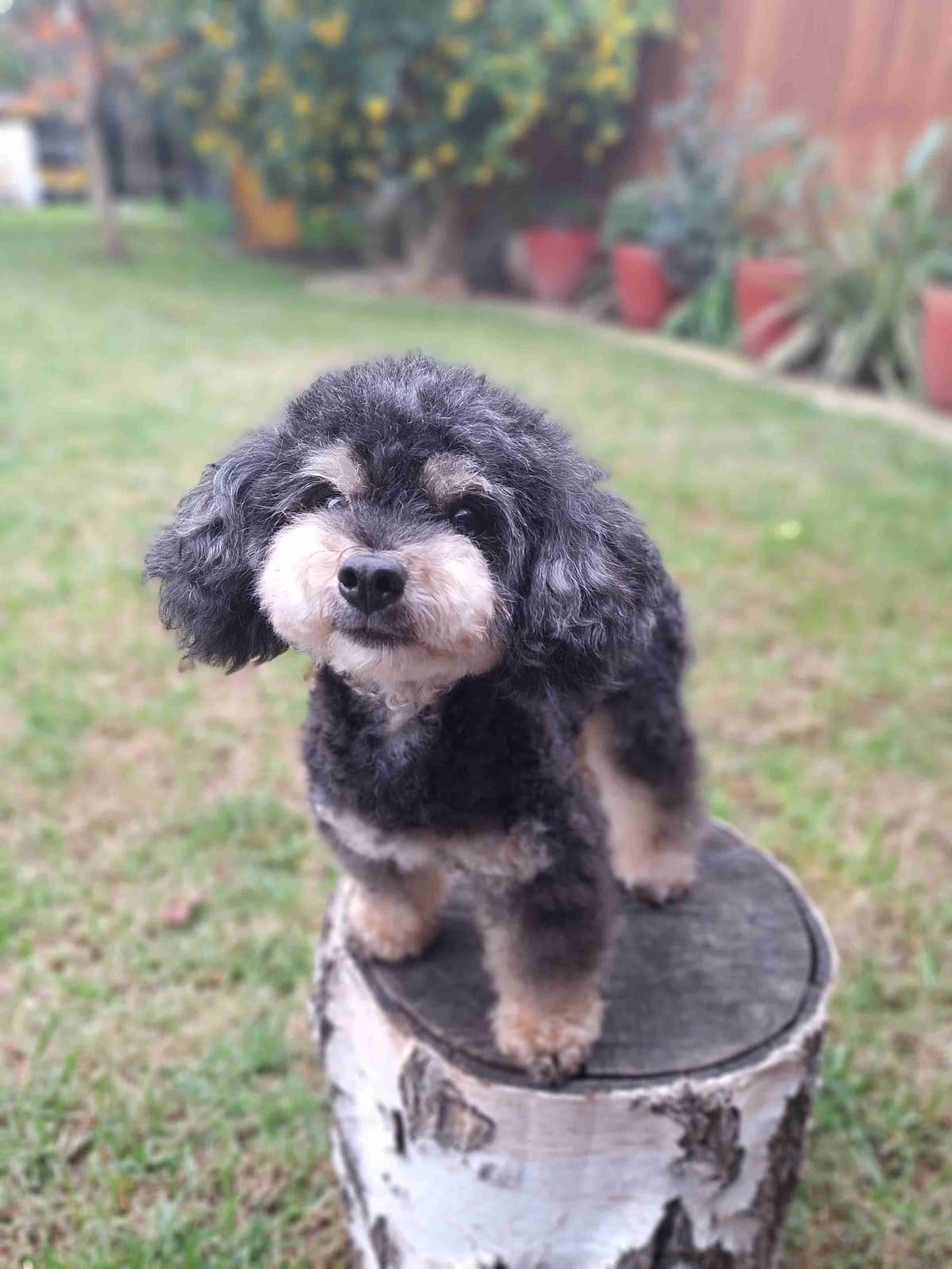 Colorful Poodle puppies breeder image 14
