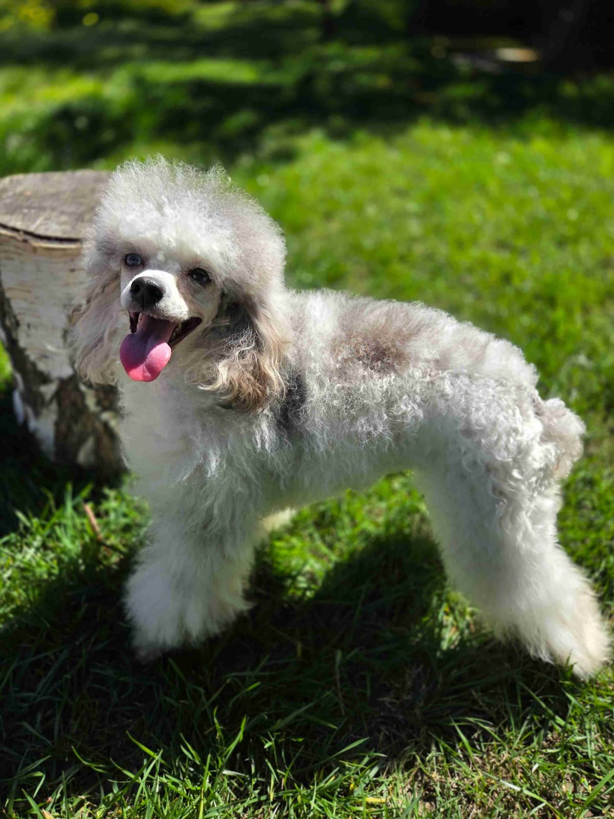 Colorful Poodle puppies breeder image 13