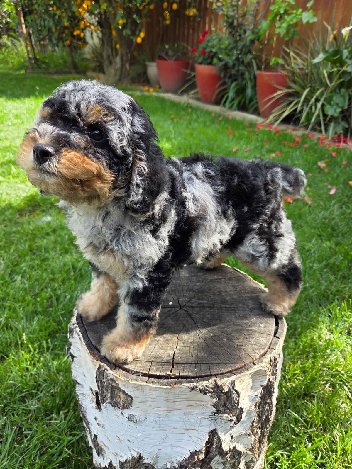 Colorful Poodle puppies breeder image 11