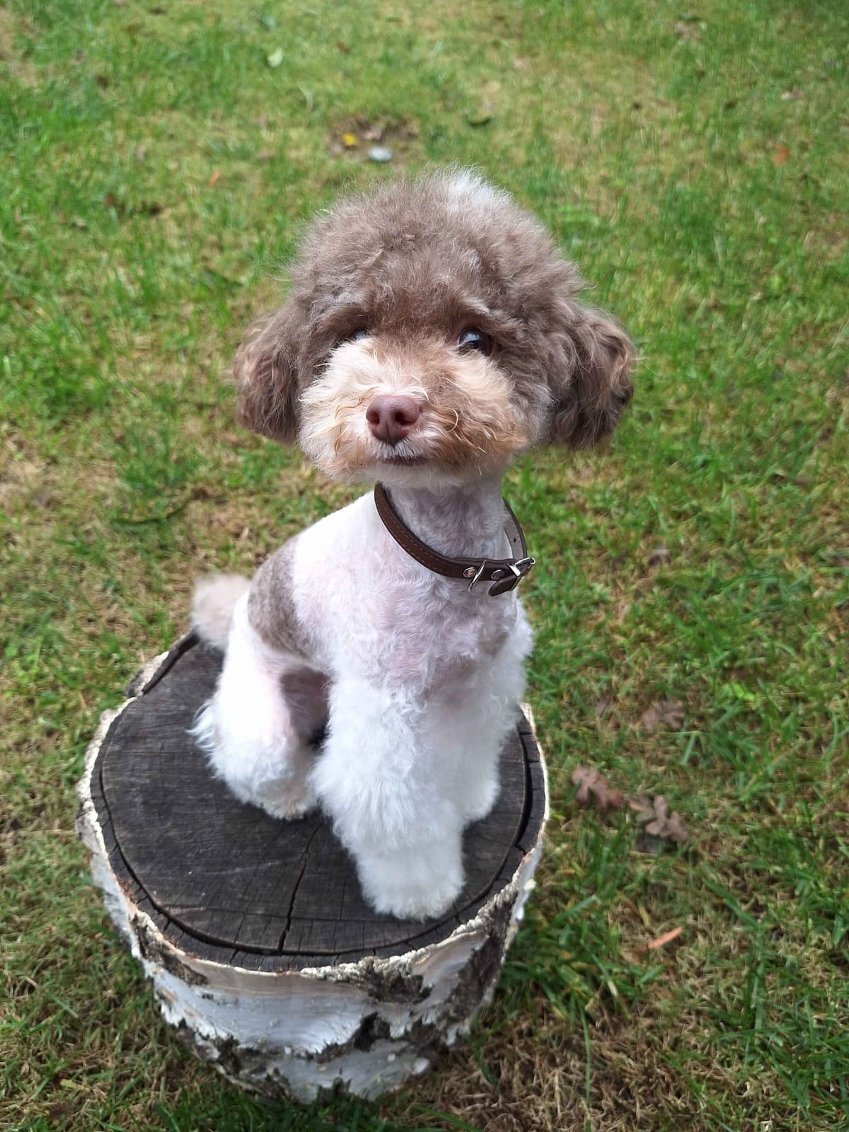 Colorful Poodle puppies breeder image 19