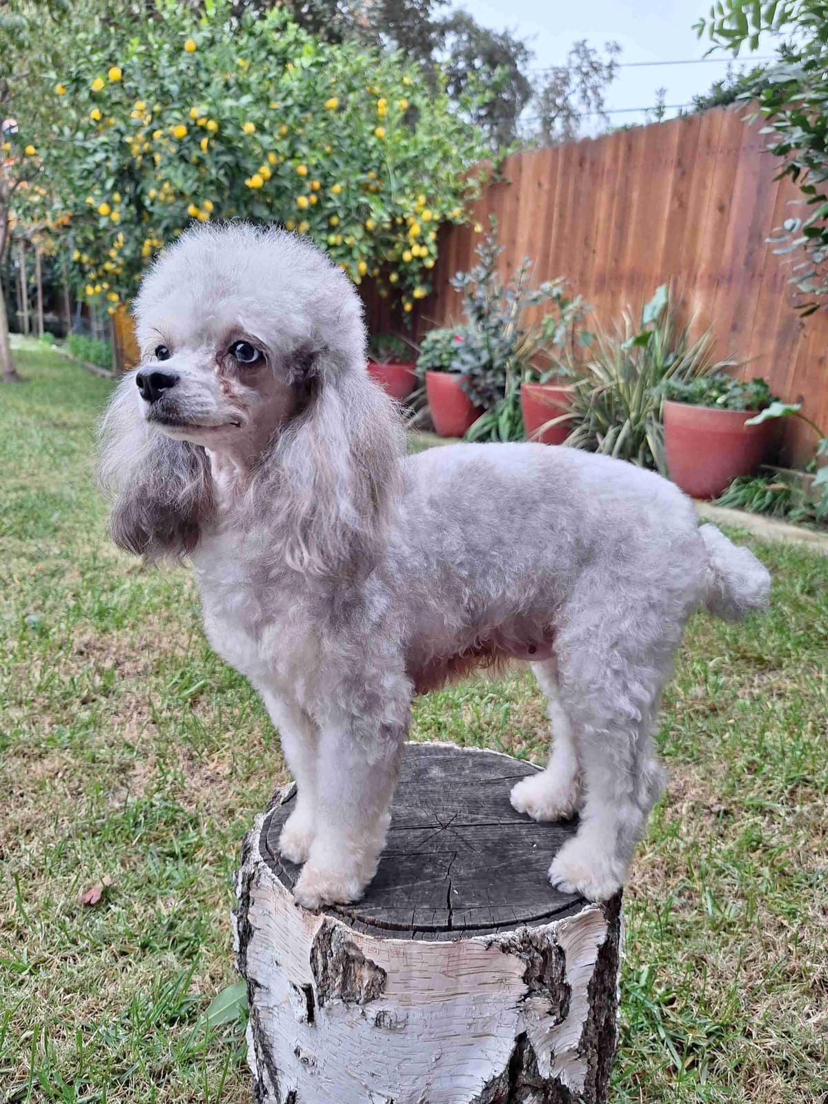Colorful Poodle puppies breeder image 17