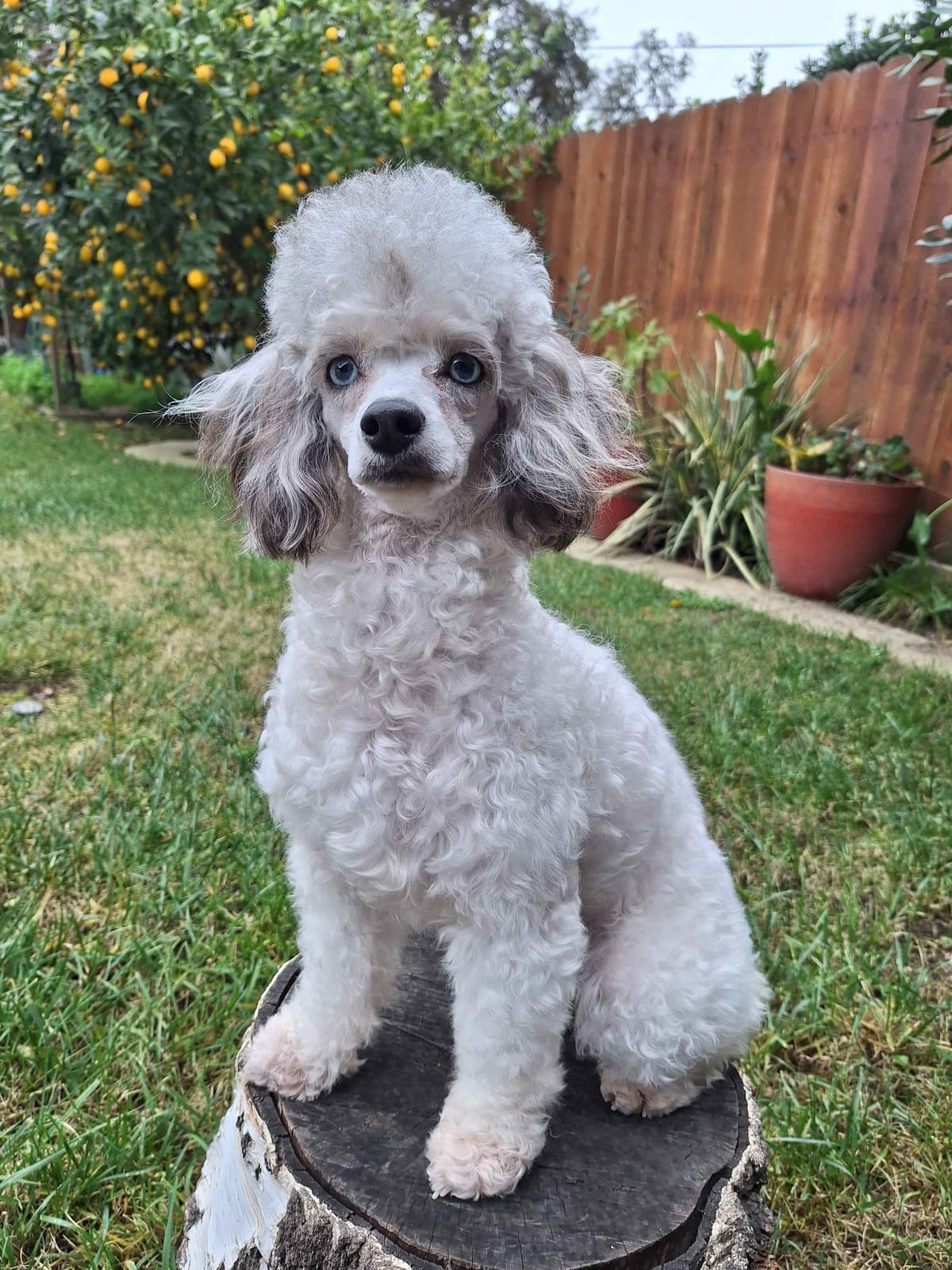 Colorful Poodle puppies breeder image 15