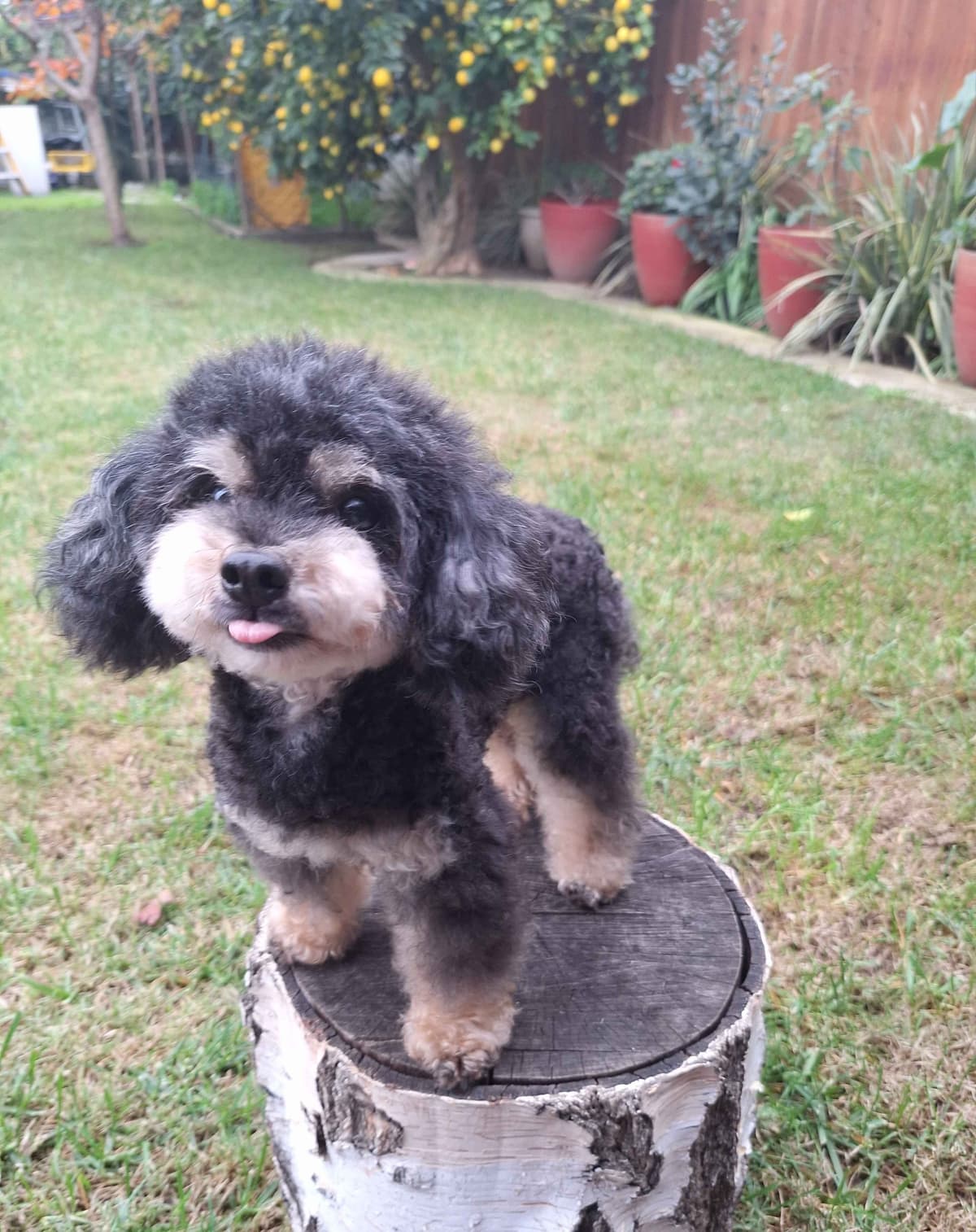 Colorful Poodle puppies breeder image 16