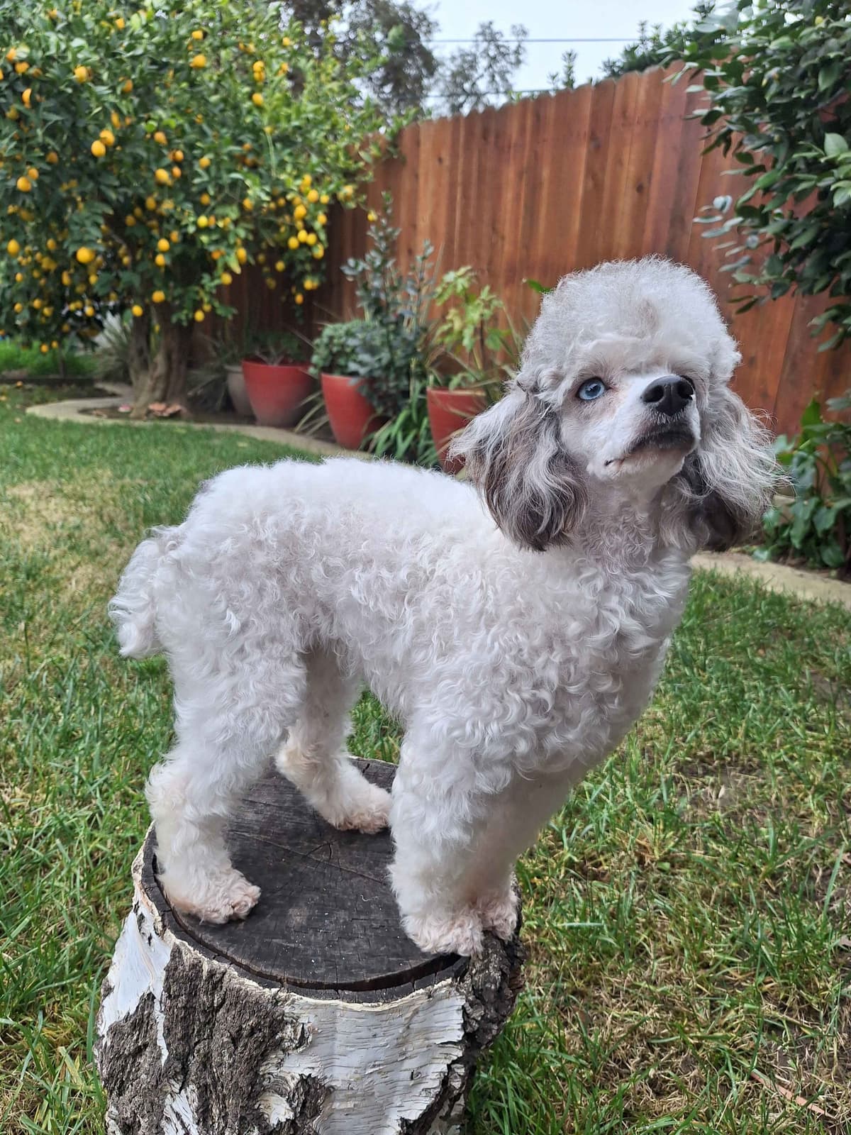 Colorful Poodle puppies breeder image 20