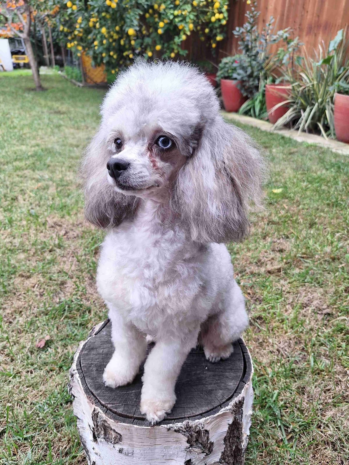Colorful Poodle puppies breeder image 21