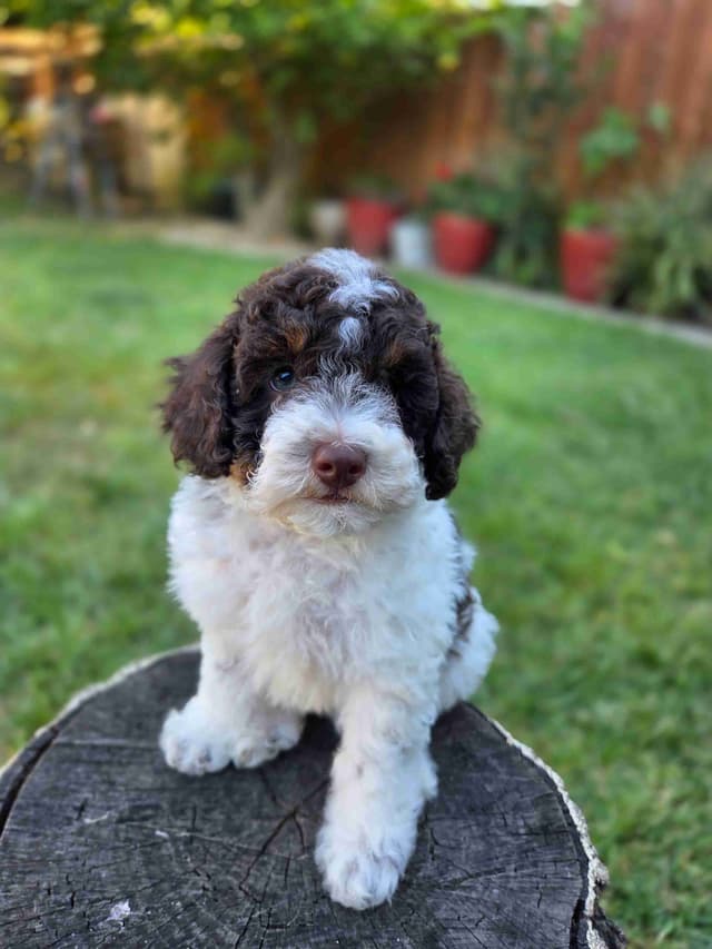 Phantom and Parti Poodle Puppies media 2