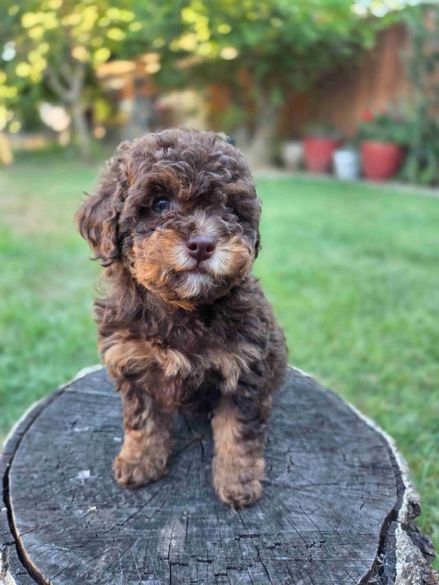 Phantom and Parti Poodle Puppies media 6