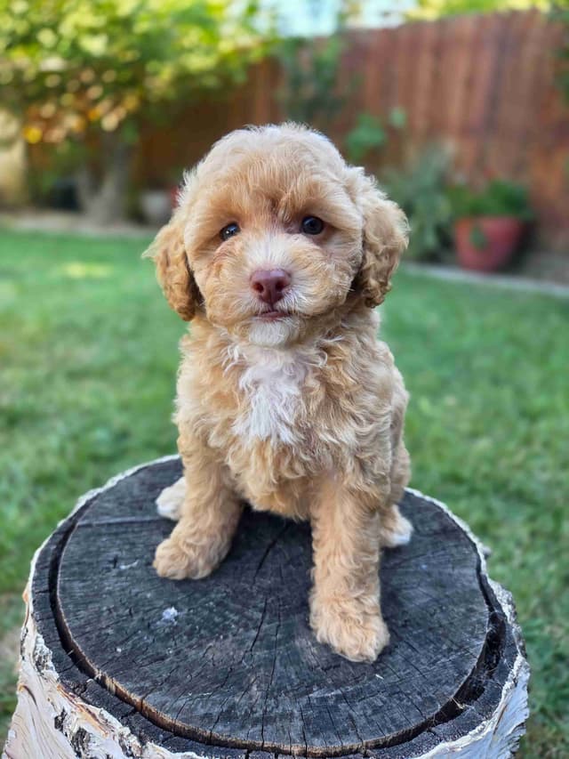 Phantom and Parti Poodle Puppies media 5