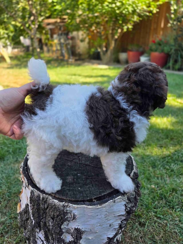 Phantom and Parti Poodle Puppies media 4