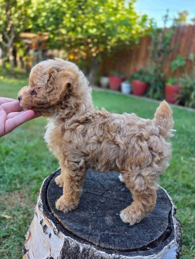Phantom and Parti Poodle Puppies media 7