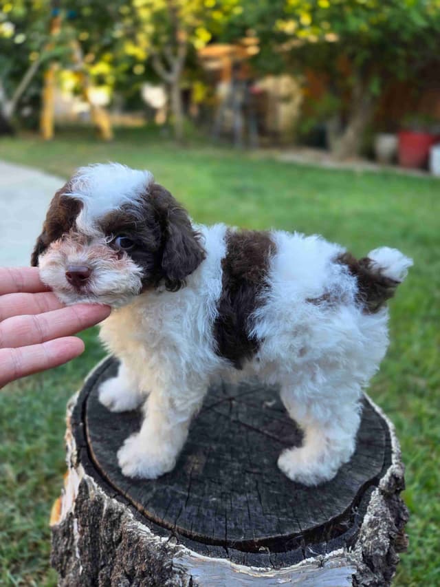 Phantom and Parti Poodle Puppies media 10