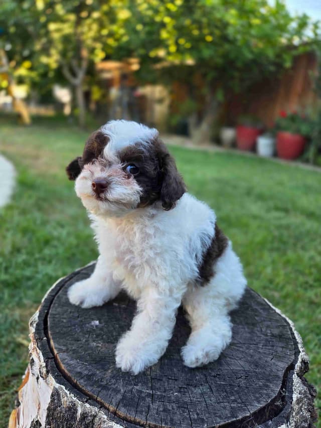 Phantom and Parti Poodle Puppies media 11