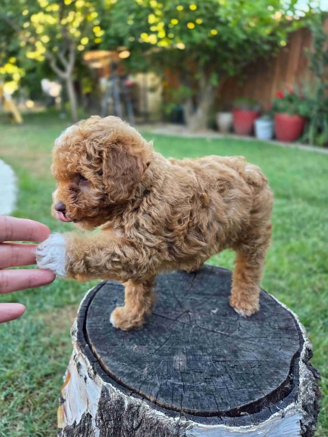 Phantom and Parti Poodle Puppies media 9