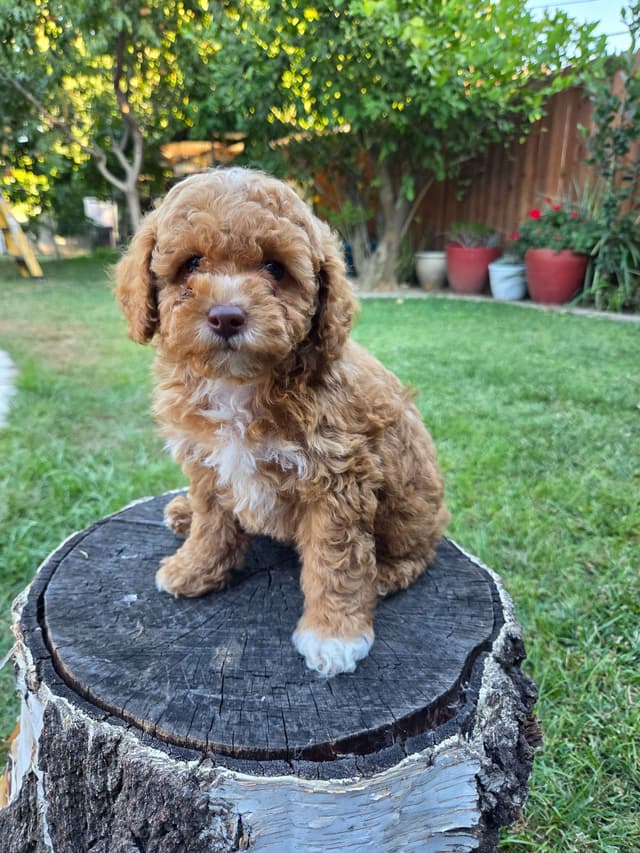 Phantom and Parti Poodle Puppies media 12