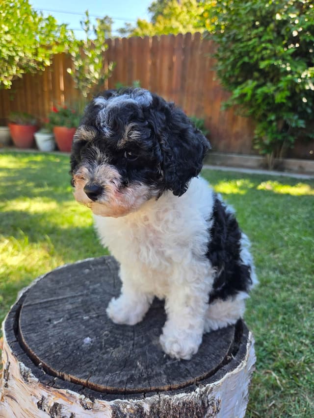 Colorful Poodle puppies media 2