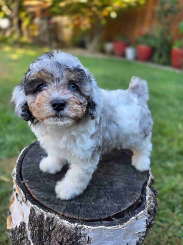 Colorful Poodle puppies media 6