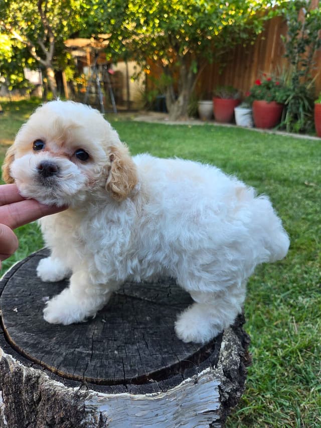 Colorful Poodle puppies media 4