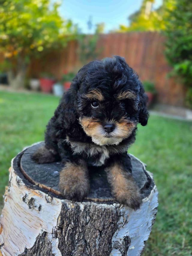 Colorful Poodle puppies media 5