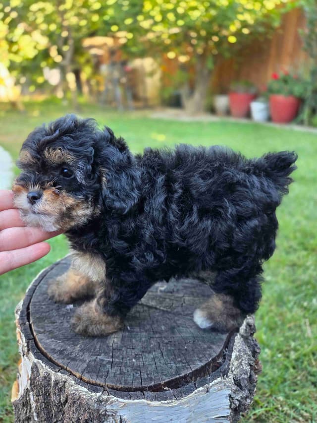 Colorful Poodle puppies media 7